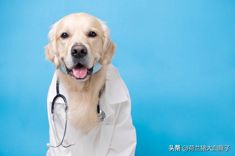 如何判断宠物皮肤健康状况_宠物寄生虫危害_宠物驱虫重要性