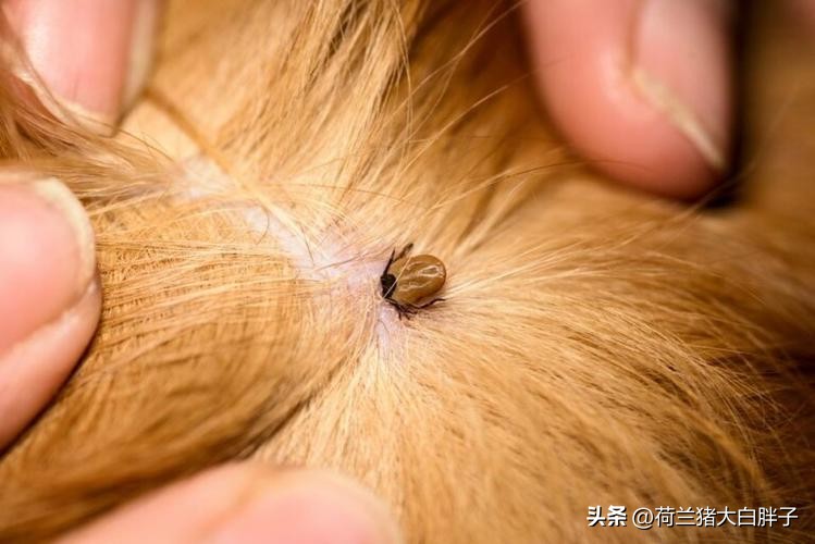 宠物寄生虫危害_宠物驱虫重要性_如何判断宠物皮肤健康状况