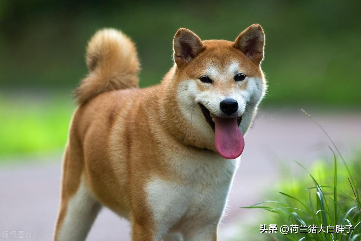 宠物寄生虫危害_宠物驱虫重要性_如何判断宠物皮肤健康状况