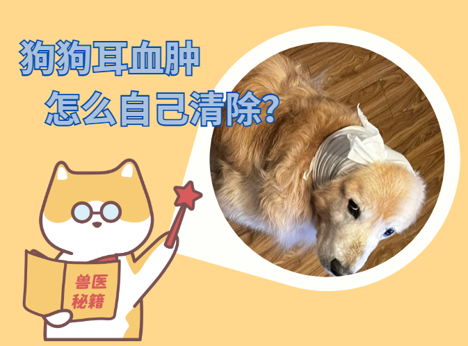 狗狗耳血肿自己清除