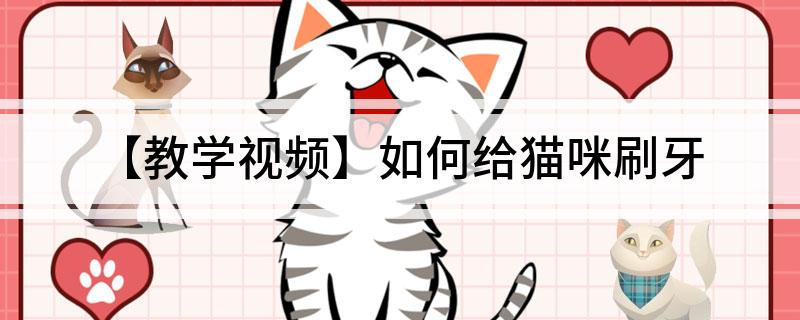 【教学视频】如何给猫咪刷牙-派特超人-宠物