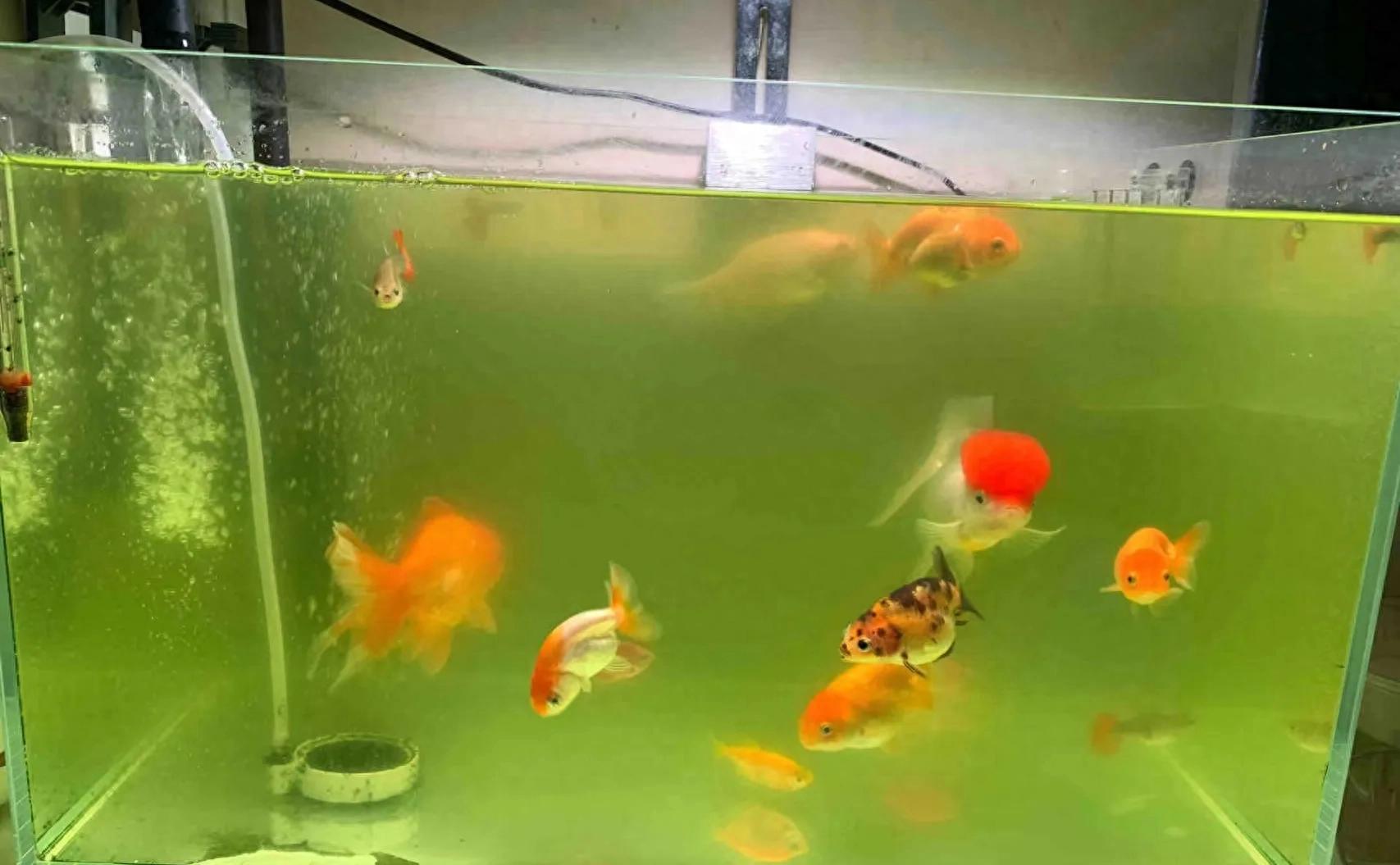 绿水养鱼：鱼缸里的“绿色魔法”，这些好处你知道吗？-派特超人-宠物