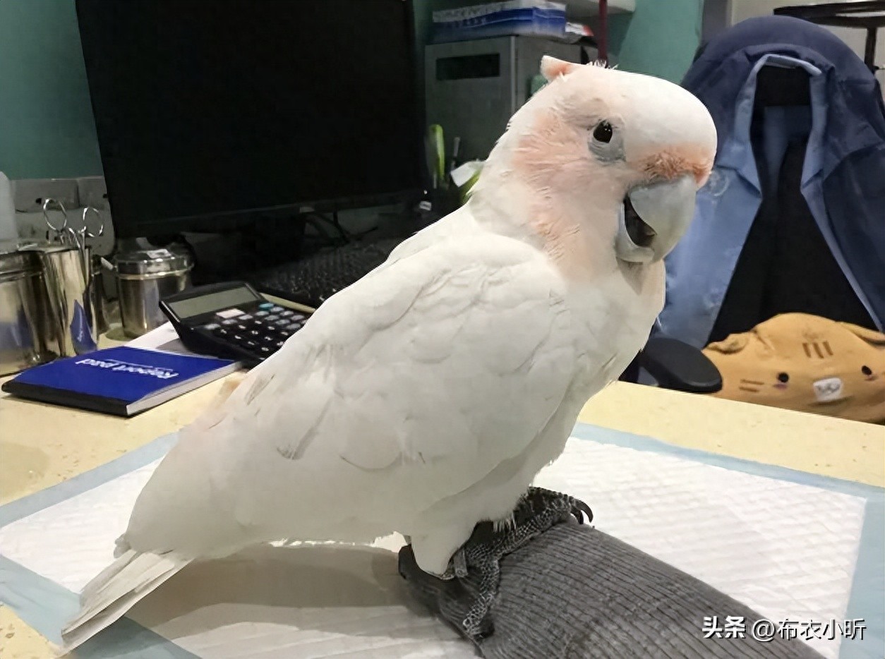 一个真实的案例：又一种无法治愈的鹦鹉疾病！大家警惕-派特超人-宠物