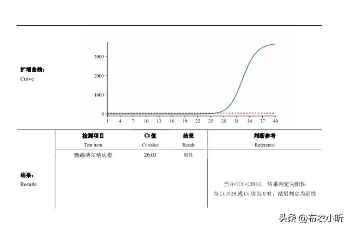 龙猫鸟常见消化系统问题解析_ PDD鹦鹉疾病治疗 _