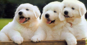 必知的狗狗呕吐6种情况-派特超人-宠物