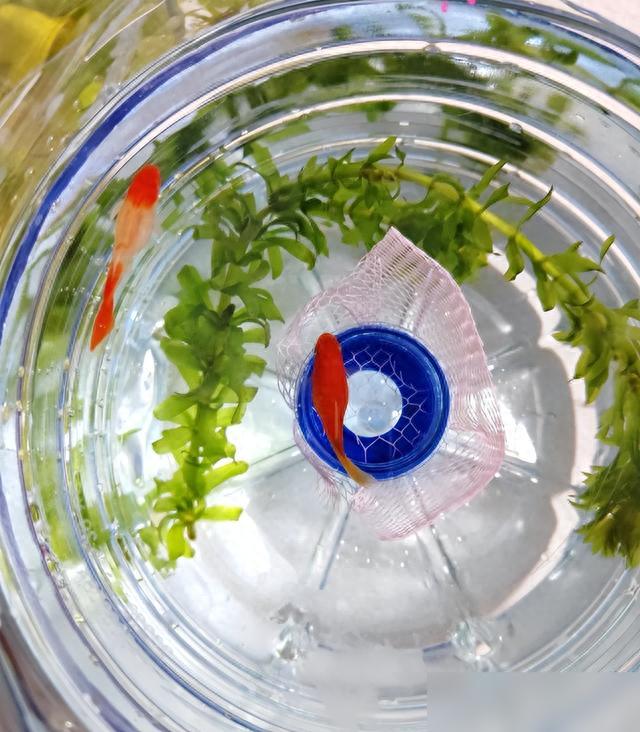 菏泽一中学生，拿废弃的矿泉水桶，自制生态鱼缸，老师：活学活用-派特超人-宠物