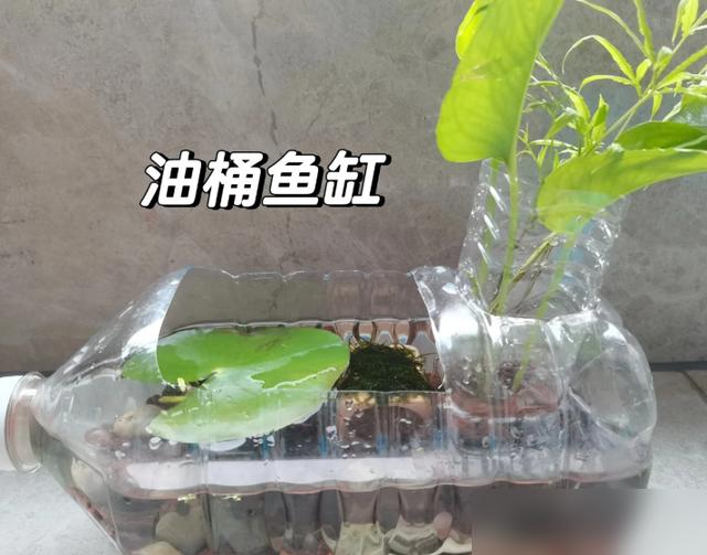 如何打造会呼吸的生态鱼缸_废弃矿泉水桶生态鱼缸_变废为宝生态缸制作