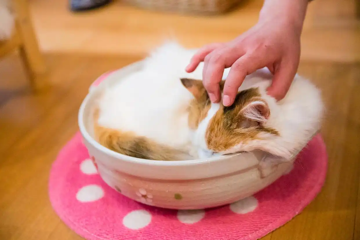 猫咪洗澡后的快速吹干方法_猫咪自然风干注意事项_猫咪洗澡风干利弊
