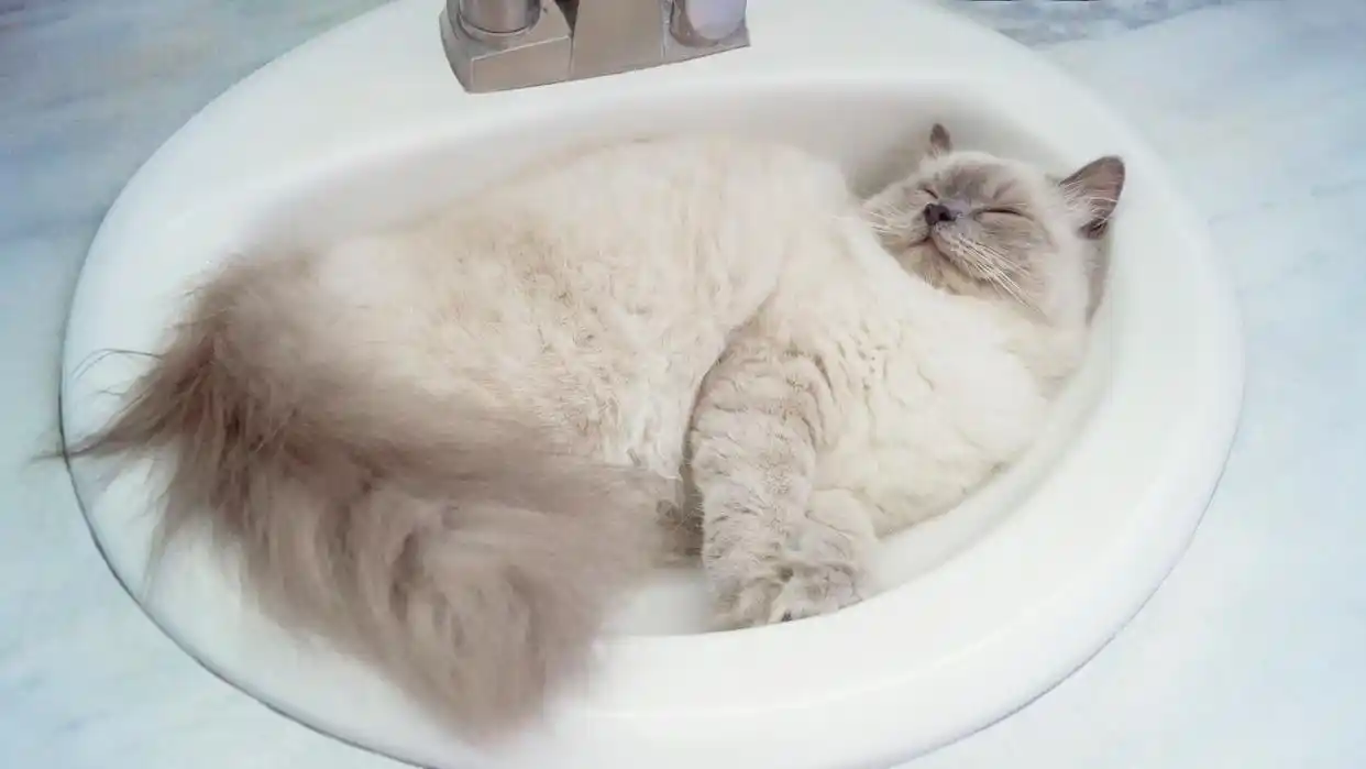 猫咪洗澡风干利弊_猫咪自然风干注意事项_猫咪洗澡后的快速吹干方法