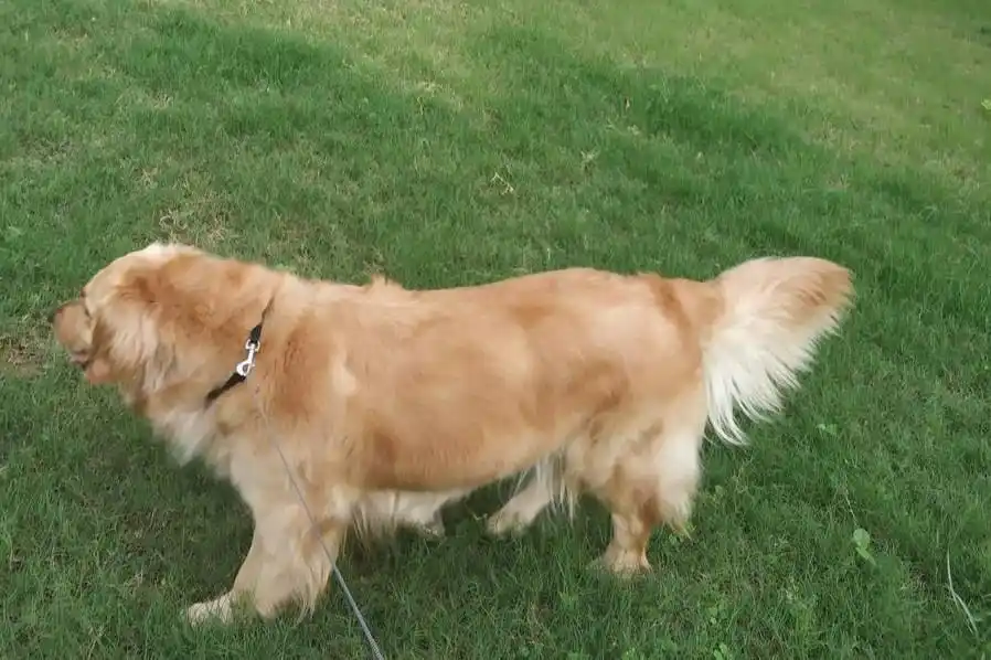 春节上门喂养宠物升温 有人“吐槽”行业今年太卷 有人认可性价比-派特超人-宠物