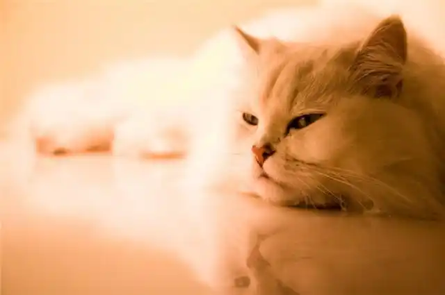 猫咪洗澡后的快速吹干方法_猫咪洗澡吹风正确方式_猫咪洗澡后吹风技巧