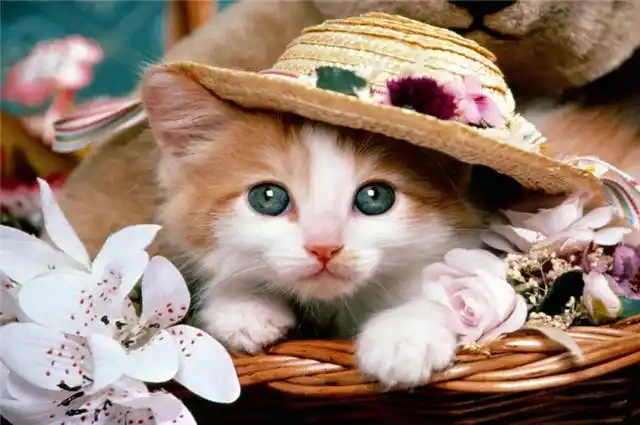 猫咪洗澡后吹风技巧_猫咪洗澡后的快速吹干方法_猫咪洗澡吹风正确方式