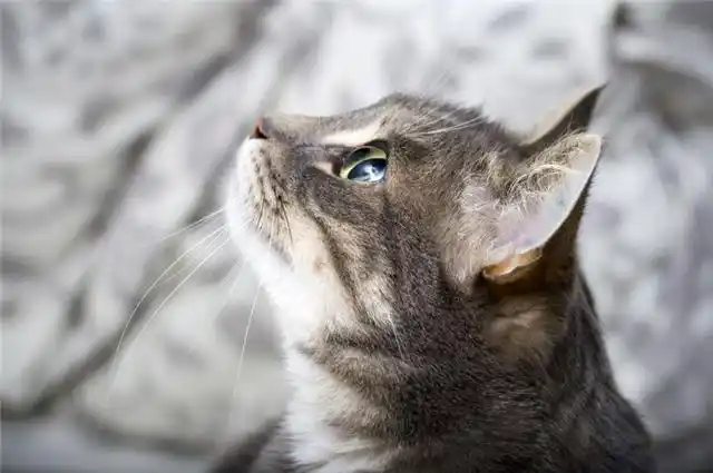猫咪洗澡后的快速吹干方法_猫咪洗澡后吹风技巧_猫咪洗澡吹风正确方式