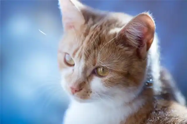 猫咪洗澡后的快速吹干方法_猫咪洗澡吹风正确方式_猫咪洗澡后吹风技巧