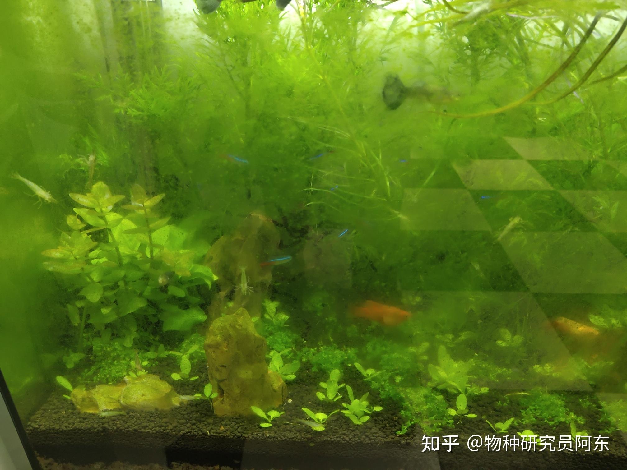 鱼缸绿藻泛滥引起的鱼病_绿藻处理技巧_鱼缸除藻方法