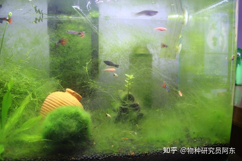 鱼缸除藻方法_鱼缸绿藻泛滥引起的鱼病_绿藻处理技巧