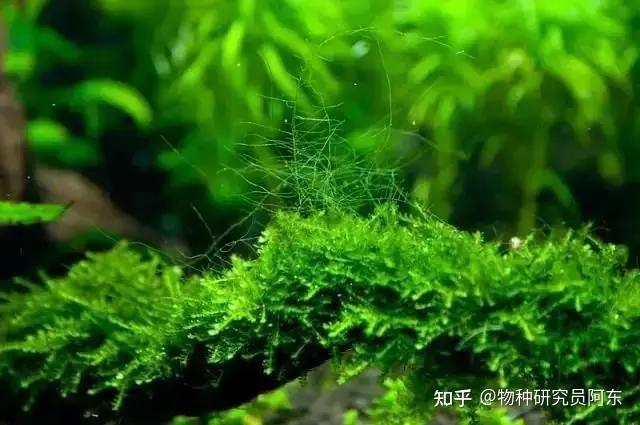 鱼缸绿藻泛滥引起的鱼病_绿藻处理技巧_鱼缸除藻方法