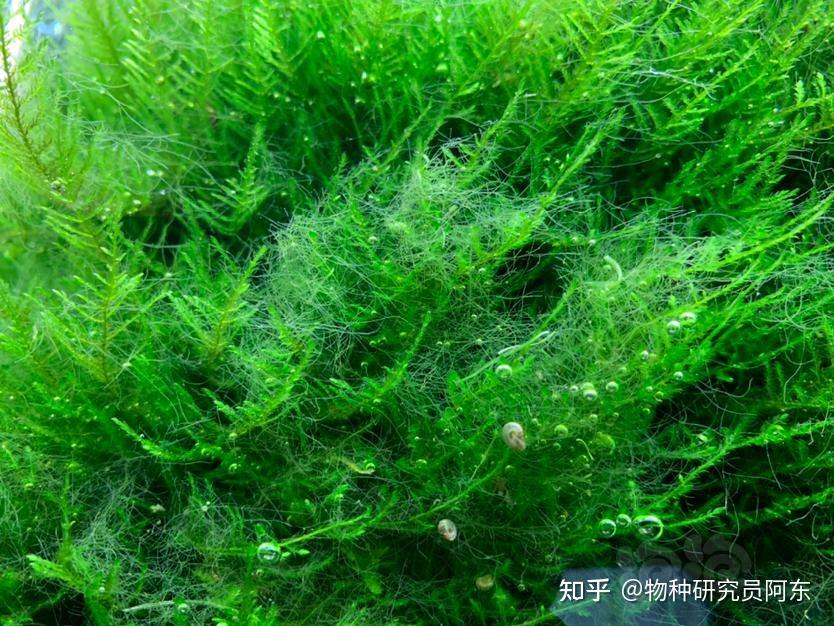 鱼缸除藻方法_绿藻处理技巧_鱼缸绿藻泛滥引起的鱼病