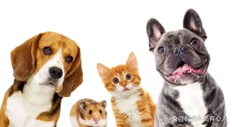 10天收入近万元!春节上门喂宠物成新趋势,是否能成为你赚钱机会-派特超人-宠物