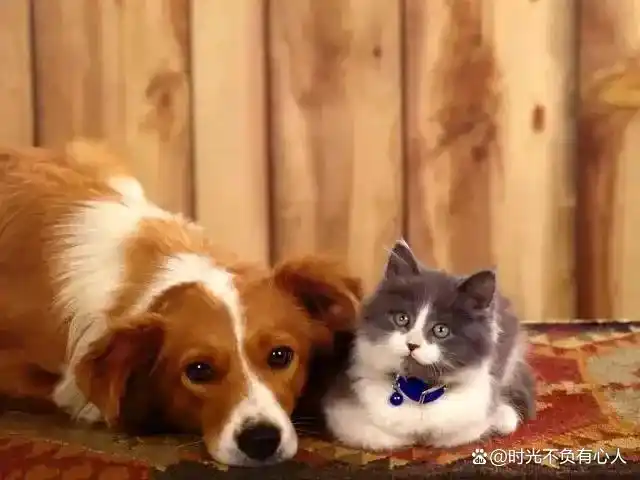 上门喂宠物兼职_上门喂食服务让出差不再担忧爱宠_春节宠物照料市场