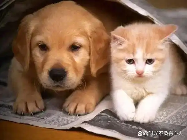 上门喂宠物兼职_春节宠物照料市场_上门喂食服务让出差不再担忧爱宠