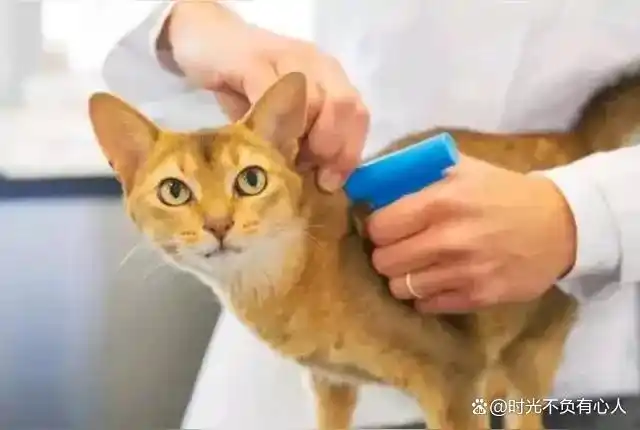上门喂食服务让出差不再担忧爱宠_春节宠物照料市场_上门喂宠物兼职