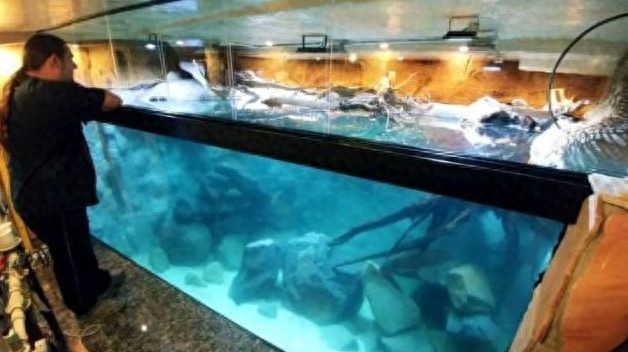 国外鱼友耗时两年多,终于圆了“鱼缸梦”!网友:这是家里真有矿-派特超人-宠物