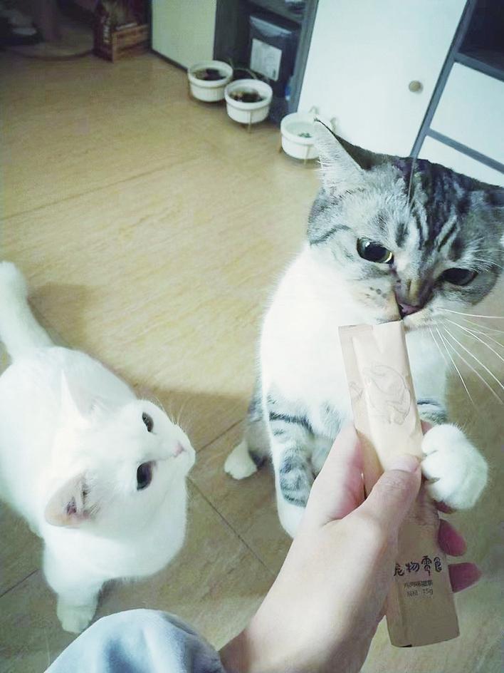 宠物上门喂养服务 背后风险要注意-派特超人-宠物