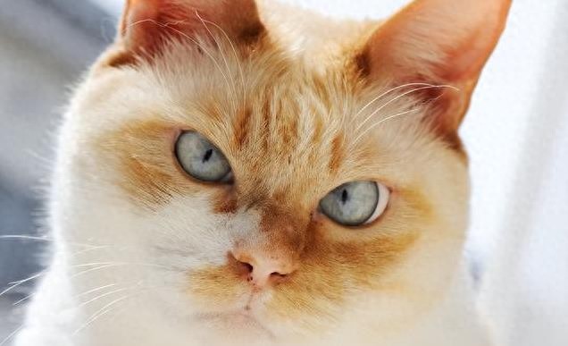 猫咪低声叫声解读_猫咪不满情绪表达_猫咪叫声嘶哑可能是喉部问题