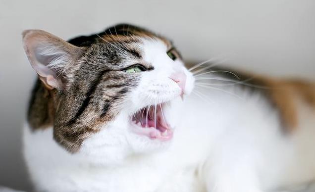 猫咪叫声嘶哑可能是喉部问题_猫咪不满情绪表达_猫咪低声叫声解读