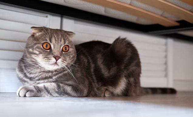猫咪低声叫声解读_猫咪不满情绪表达_猫咪叫声嘶哑可能是喉部问题