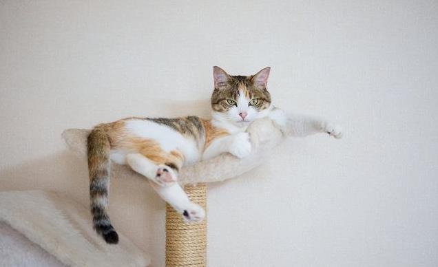 猫咪叫声嘶哑可能是喉部问题_猫咪不满情绪表达_猫咪低声叫声解读
