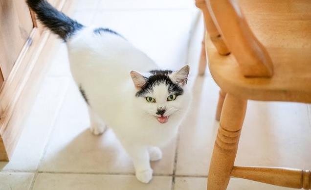 猫咪叫声嘶哑可能是喉部问题_猫咪不满情绪表达_猫咪低声叫声解读