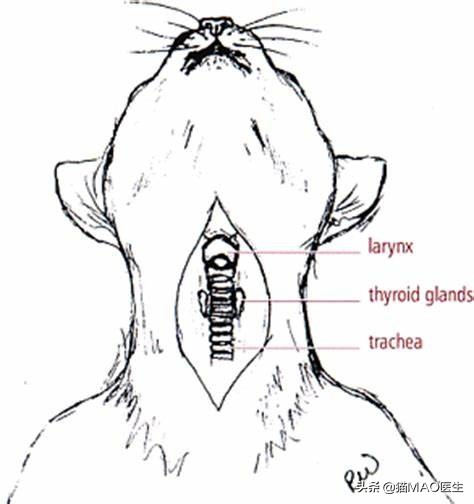 猫突然安静或许是失声,一旦发生要考虑这些原因,应进行喉部检查-派特超人-宠物