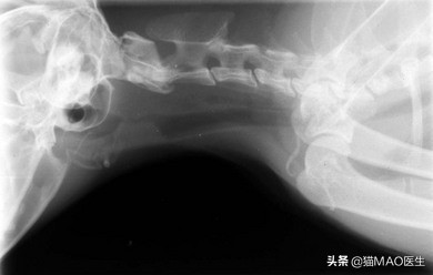 猫咪叫声嘶哑可能是喉部问题_猫咪声带发声原理_猫喉部疾病原因分析