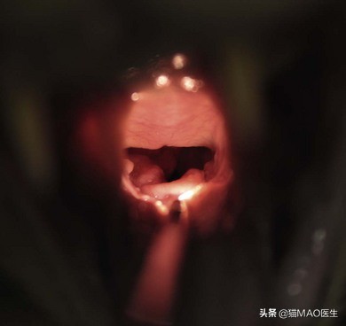 猫咪叫声嘶哑可能是喉部问题_猫喉部疾病原因分析_猫咪声带发声原理