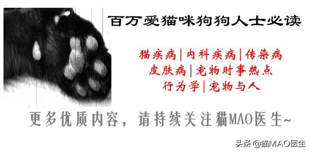 猫咪声带发声原理_猫喉部疾病原因分析_猫咪叫声嘶哑可能是喉部问题