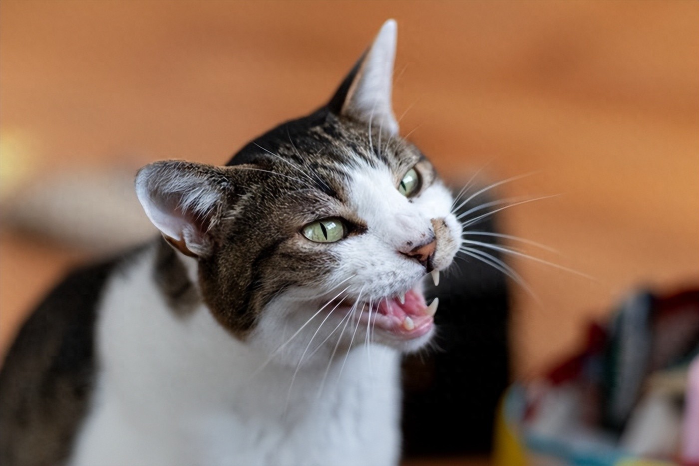 猫咪发情期叫声异常原因_猫咪叫声嘶哑可能是喉部问题_猫咪奇怪叫声健康原因