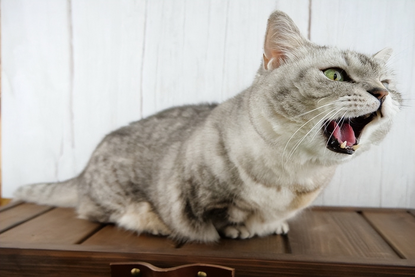 猫咪叫声嘶哑可能是喉部问题_猫咪发情期叫声异常原因_猫咪奇怪叫声健康原因