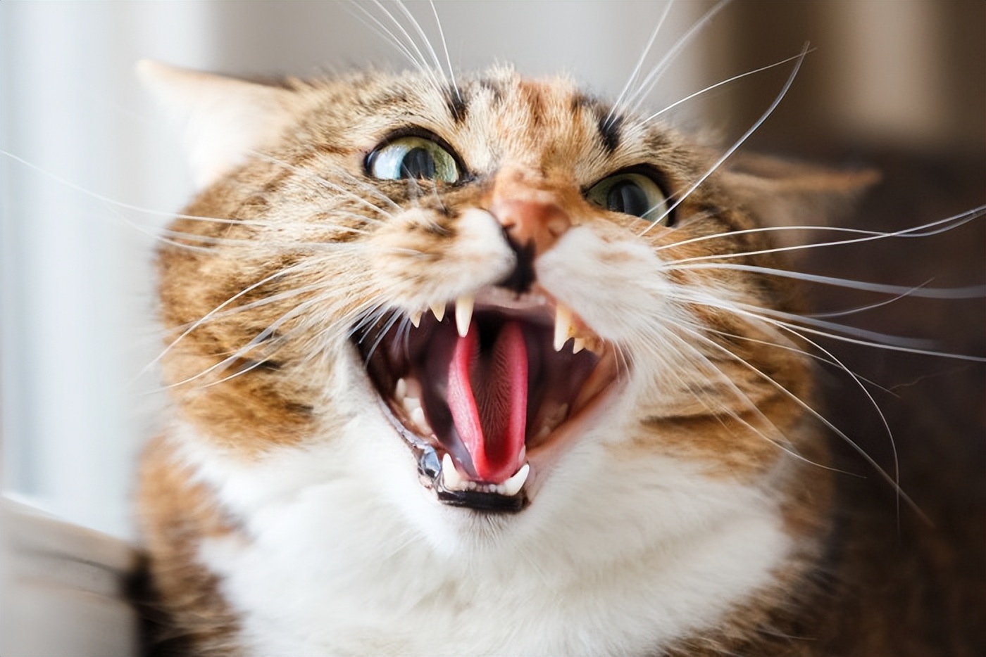 猫咪奇怪叫声健康原因_猫咪叫声嘶哑可能是喉部问题_猫咪发情期叫声异常原因