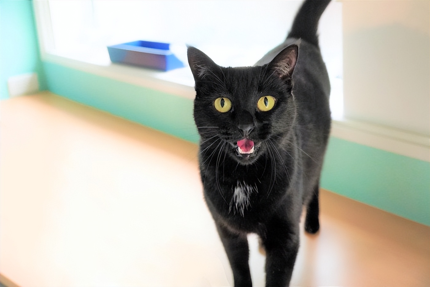 猫咪奇怪叫声健康原因_猫咪叫声嘶哑可能是喉部问题_猫咪发情期叫声异常原因