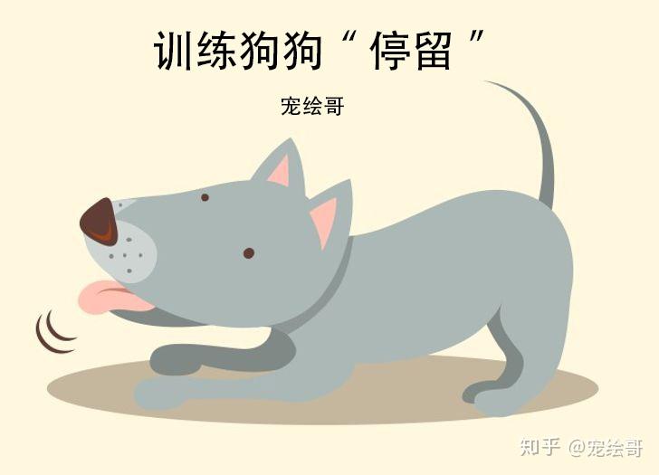 训练狗狗乖乖剪指甲的秘诀_幼犬上厕所训练技巧_新手狗训练方法