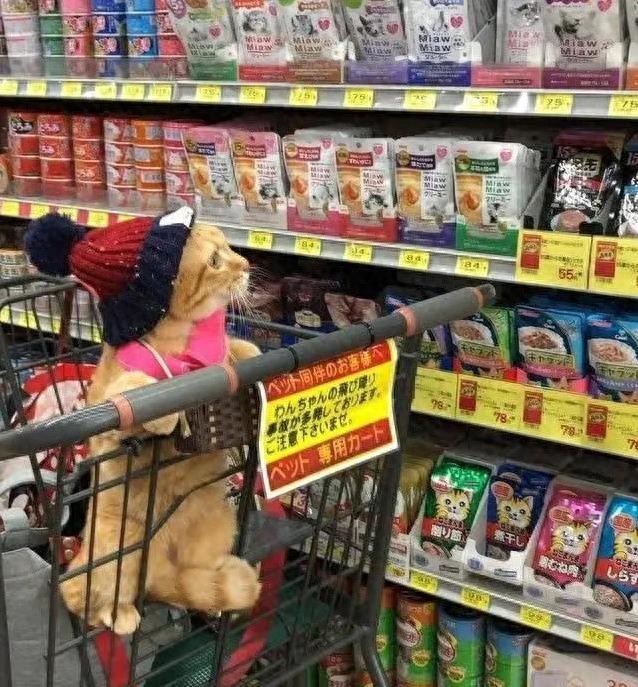 花了大钱买猫窝,猫咪却爱睡纸箱,养猫别踩这7个坑-派特超人-宠物