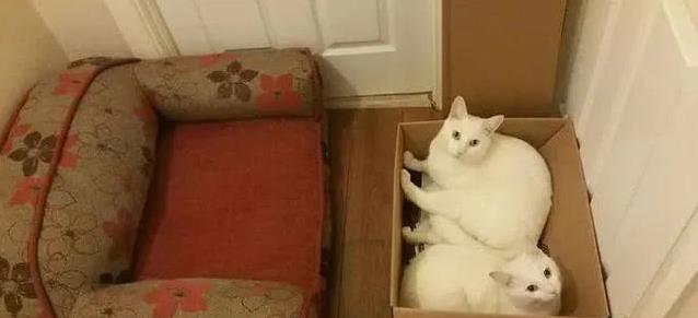 养猫不必要用品_猫咪不需要的猫窝_猫咪为什么喜欢睡在书堆里