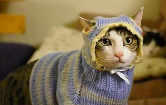 猫咪不需要的猫窝_猫咪为什么喜欢睡在书堆里_养猫不必要用品