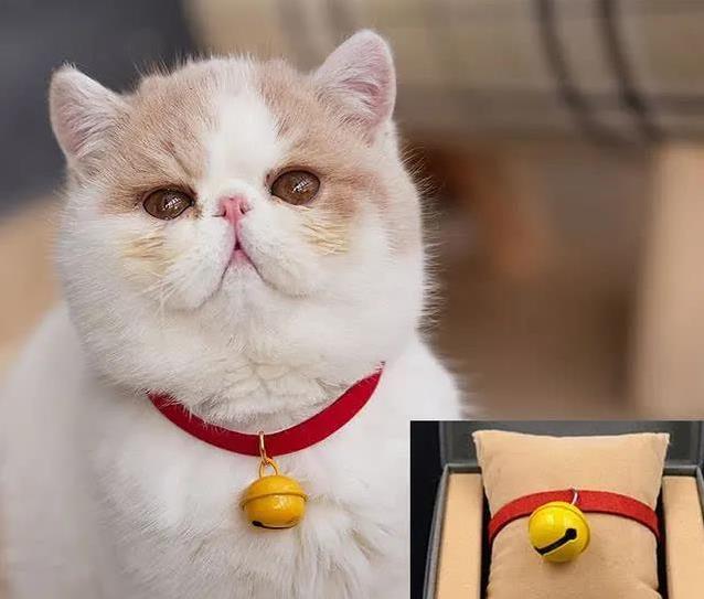 猫咪不需要的猫窝_猫咪为什么喜欢睡在书堆里_养猫不必要用品