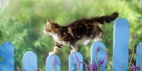 养猫不必要用品_猫咪不需要的猫窝_猫咪为什么喜欢睡在书堆里