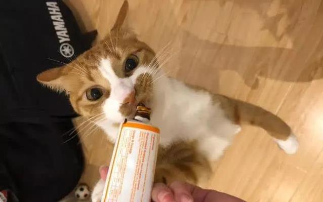 猫咪不需要的猫窝_养猫不必要用品_猫咪为什么喜欢睡在书堆里