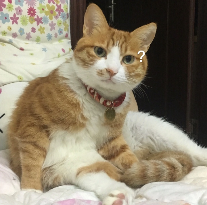 猫咪叫声嘶哑可能是喉部问题_猫咪嗓子沙哑原因处理_猫咪嗓子发炎治疗多西环素