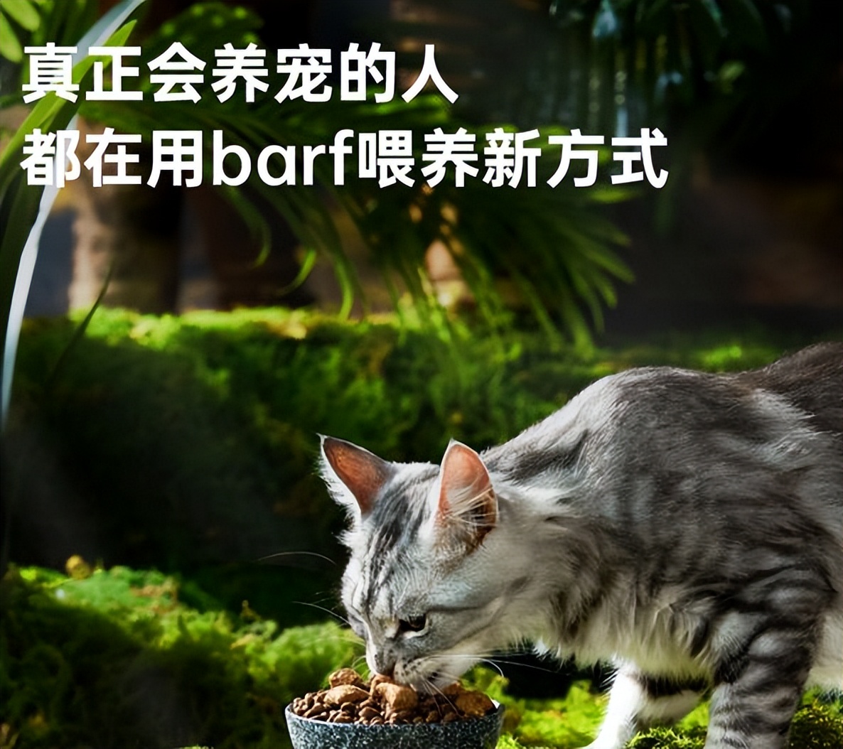 猫咪嗓子沙哑原因处理_猫咪叫声嘶哑可能是喉部问题_猫咪嗓子发炎治疗多西环素